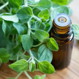 Butelka olejku z oregano obok świeżych gałązek. Olejek z oregano na co? Na zdrowie i odporność.