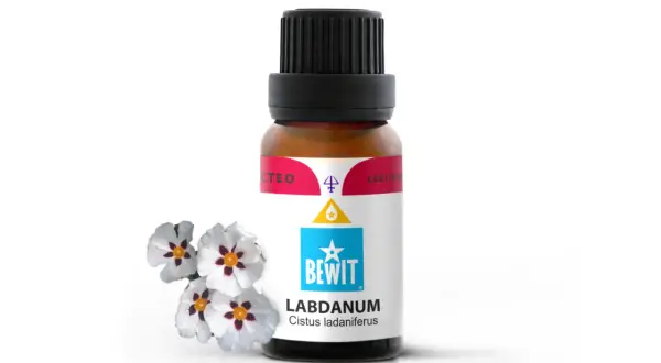 Butelka olejku labdanum obok kwiatów czystka. Zapach labdanum jest balsamiczny, drzewny, lekko dymny i słodki.