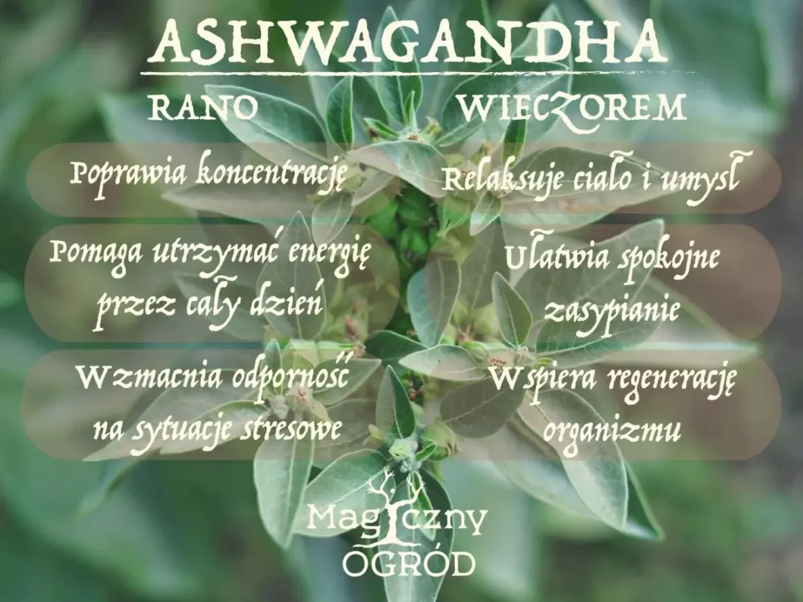 Ashwagandha kiedy brać? Rano dla koncentracji i energii, wieczorem dla relaksu i spokojnego snu. Wspiera odporność.