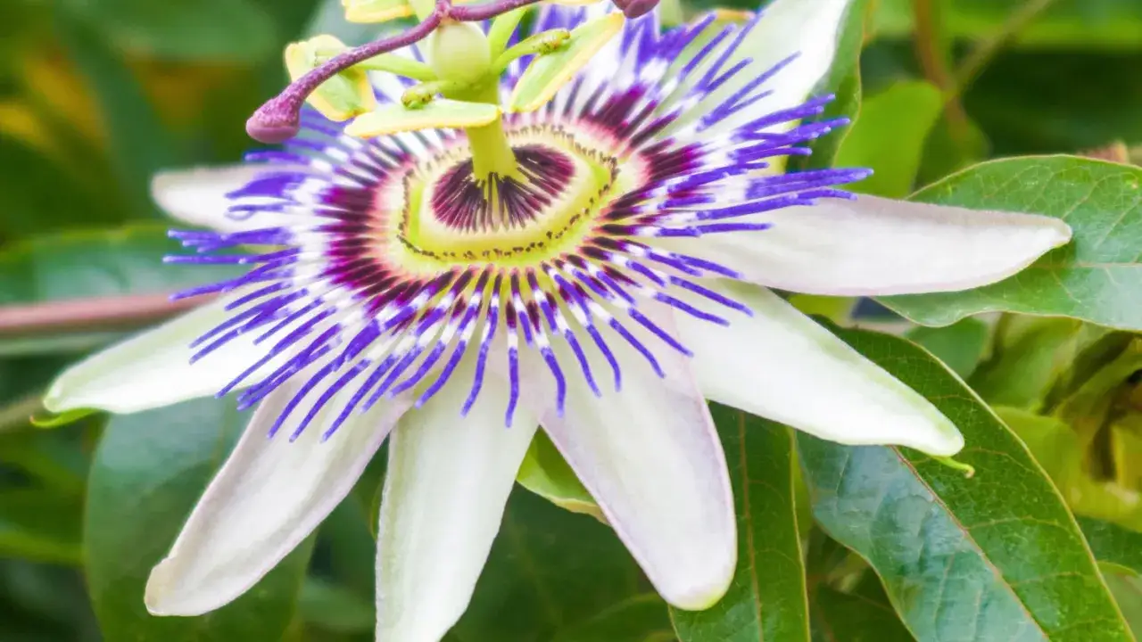 Passiflora &ndash; jej niezwykłe działanie uspokajające i relaksujące. Kwiat o fioletowo-białych płatkach i purpurowych nitkach.
