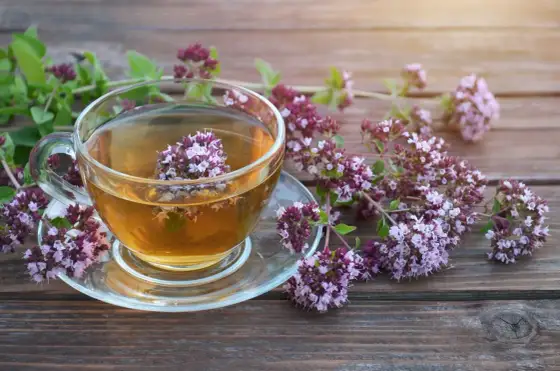 Napar z oregano na płuca? Co naprawdę może dać
