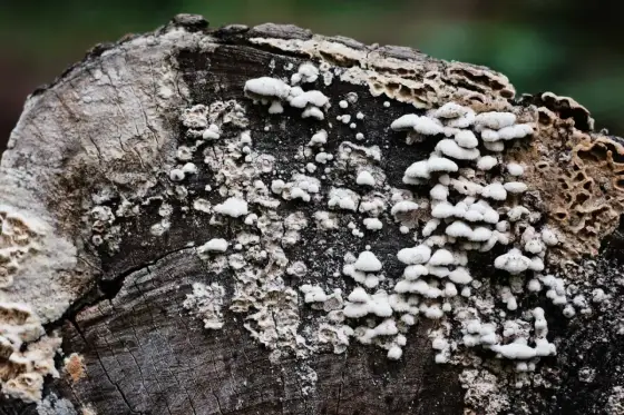 Soplówka jeżowata i skutki uboczne. Kiedy uważać?