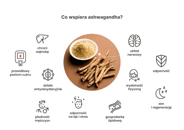 Ashwagandha wspiera układ nerwowy, odporność, płodność mężczyzn i gospodarkę lipidową. Działa antyoksydacyjnie, poprawia sen i regenerację. Po jakim czasie działa ashwagandha? Zależy od indywidualnych potrzeb.