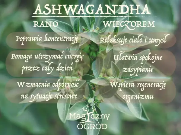Ashwagandha kiedy brać? Rano dla koncentracji i energii, wieczorem dla relaksu i spokojnego snu. Wspiera odporność.